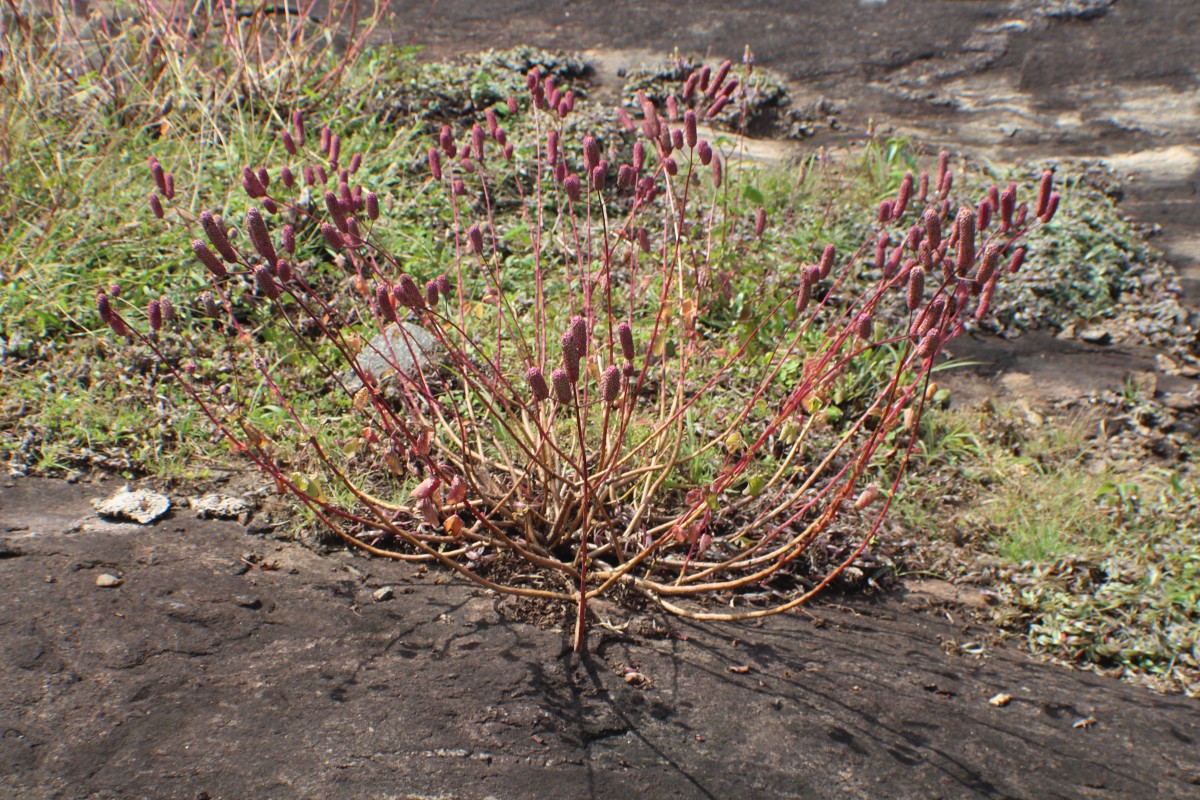 Coleus strobilifer (Roxb.) A.J.Paton